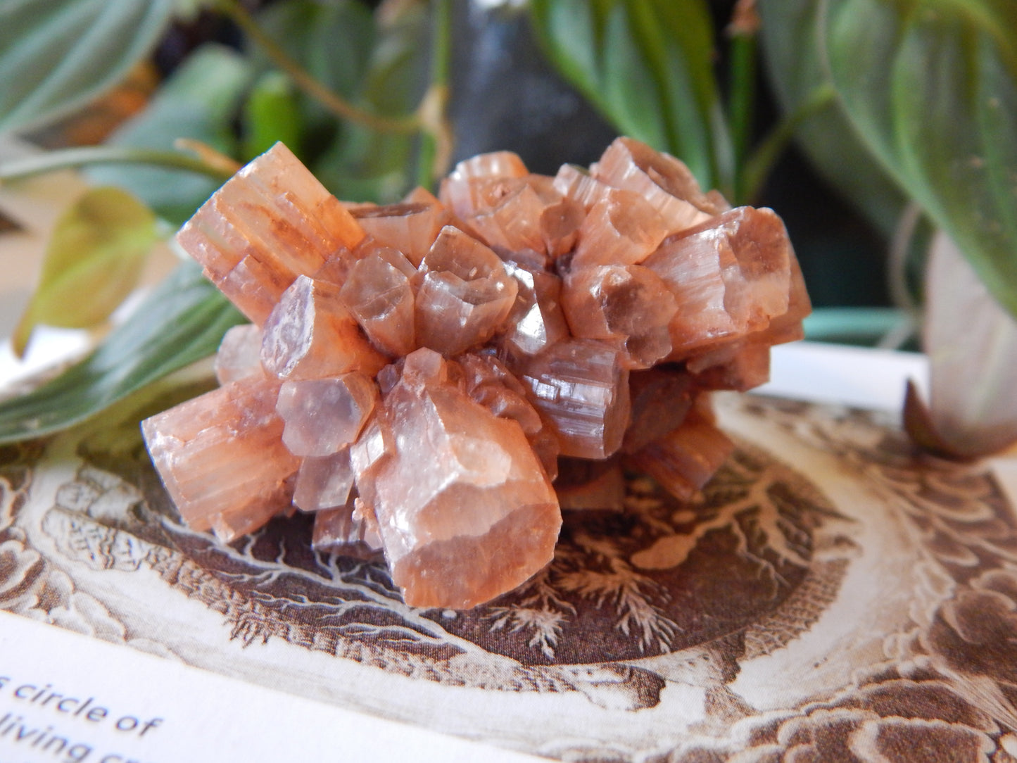 Aragonite Cluster