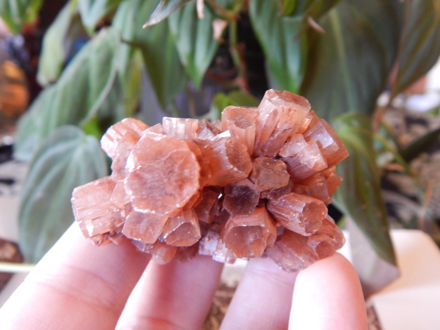 Aragonite Cluster