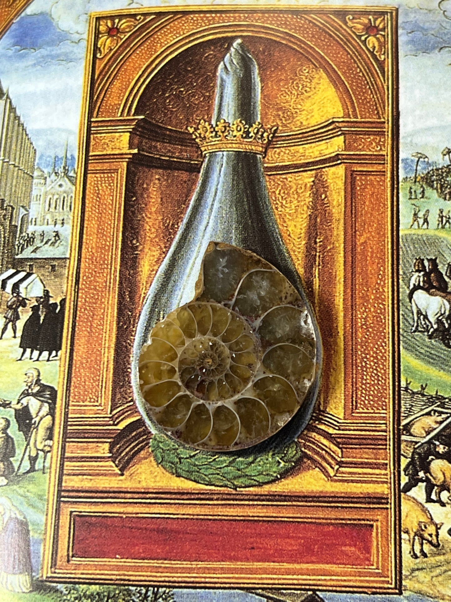 Enchanting Ammonite Fossil