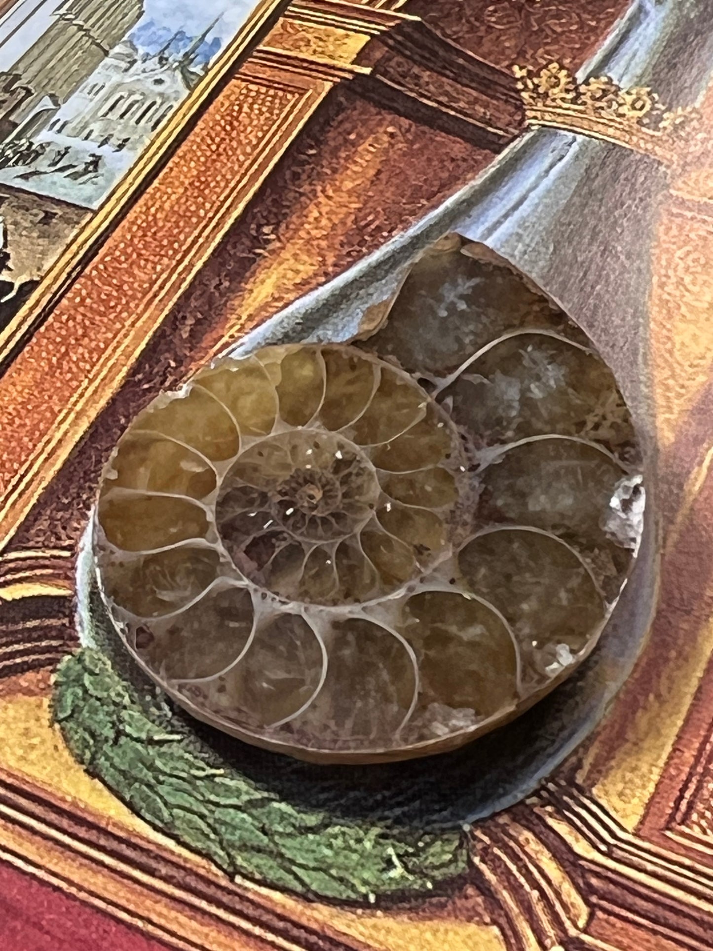 Enchanting Ammonite Fossil