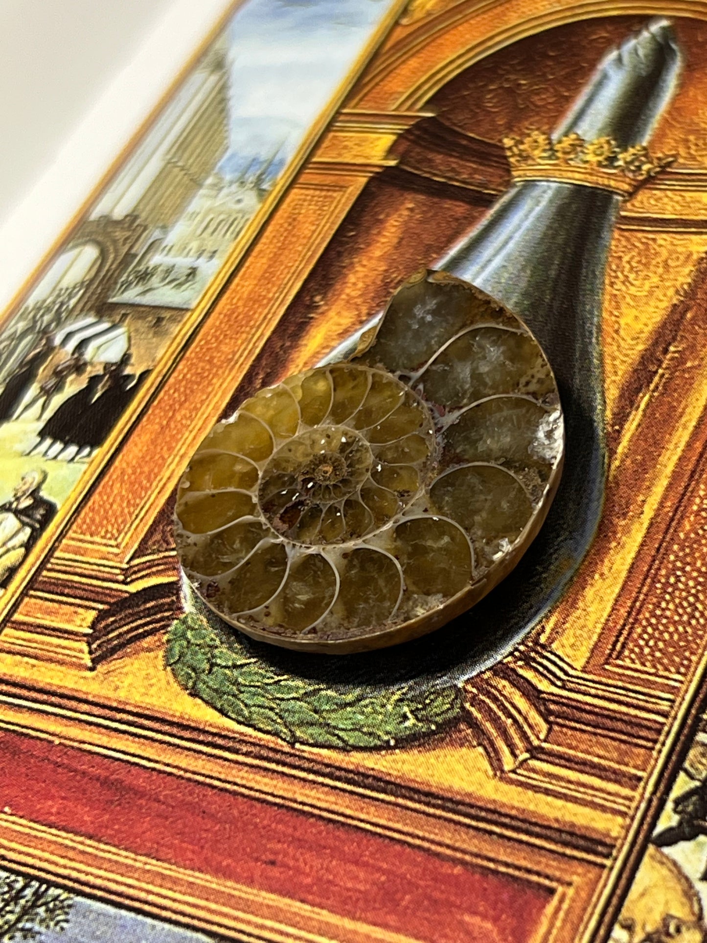 Enchanting Ammonite Fossil