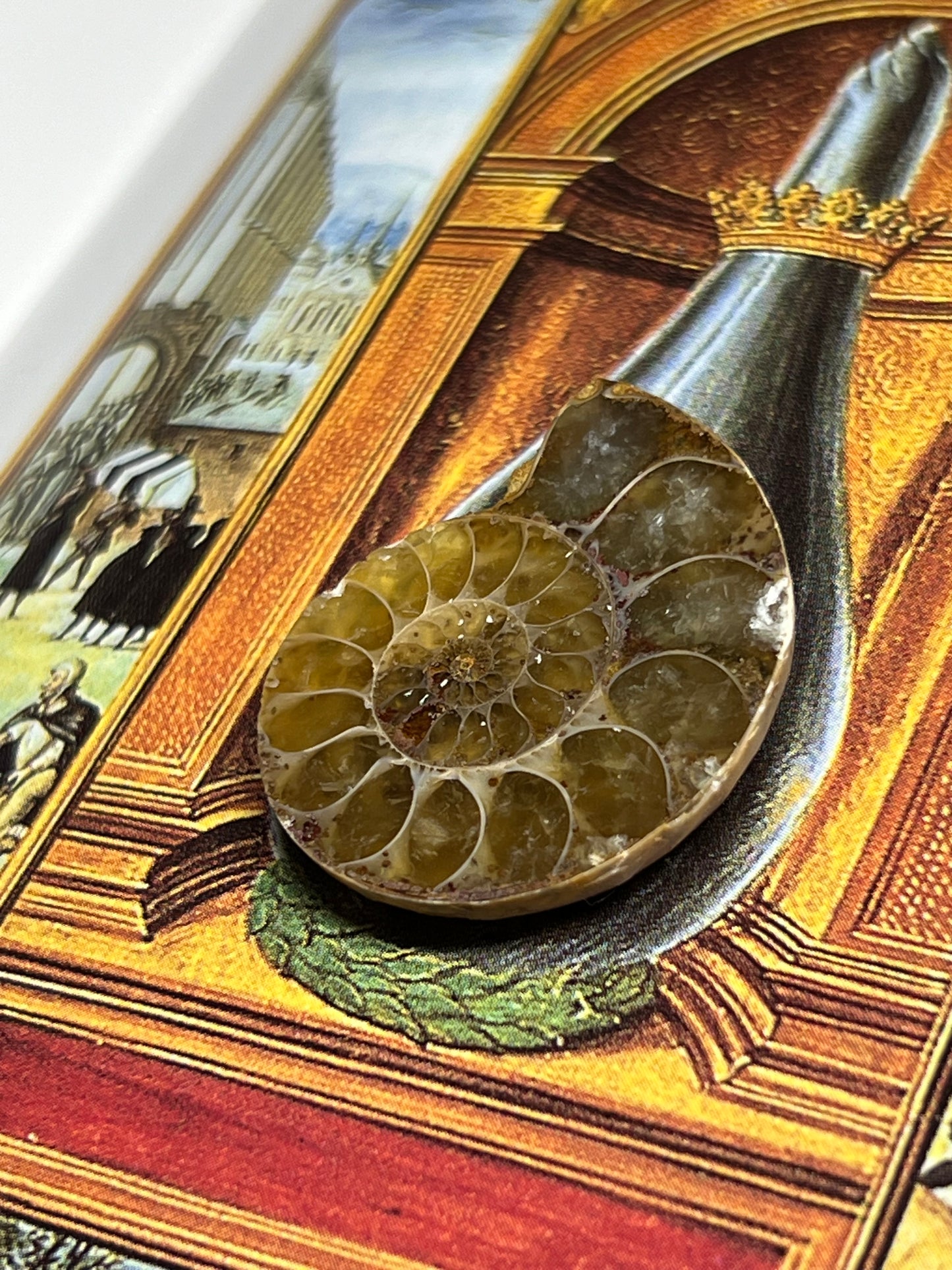 Enchanting Ammonite Fossil