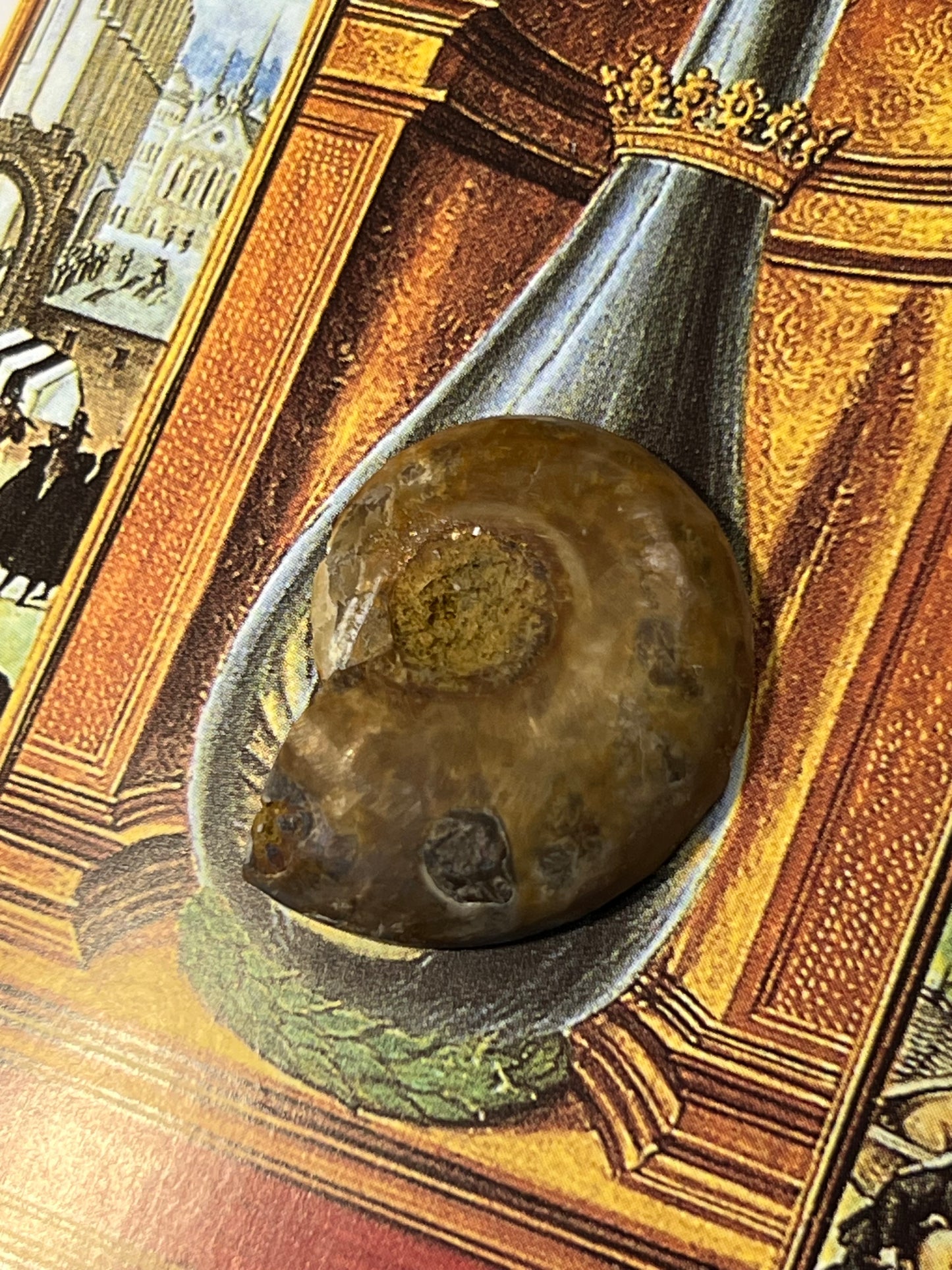 Enchanting Ammonite Fossil