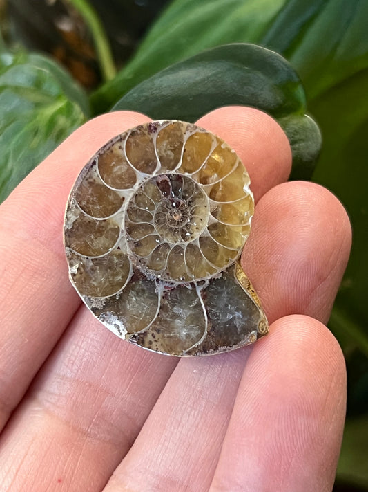 Enchanting Ammonite Fossil