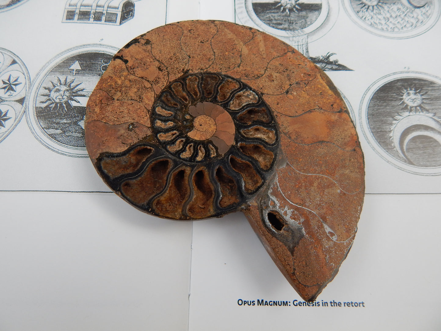 Cretaceous Period Ammonite Fossil Specimen