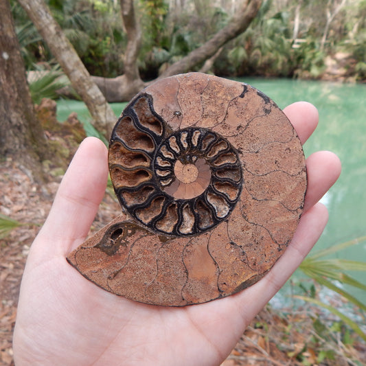 Cretaceous Period Ammonite Fossil Specimen